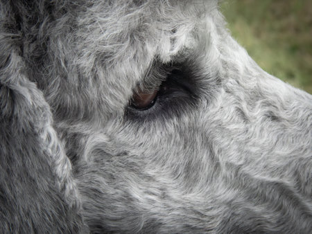 One eye of a poodle head with grey fur.