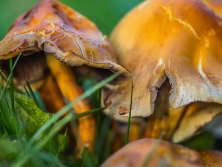 Collection of yellow fungi showing depth of fieldの写真素材