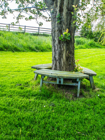 Wooden bench around an old tree on green grassの写真素材