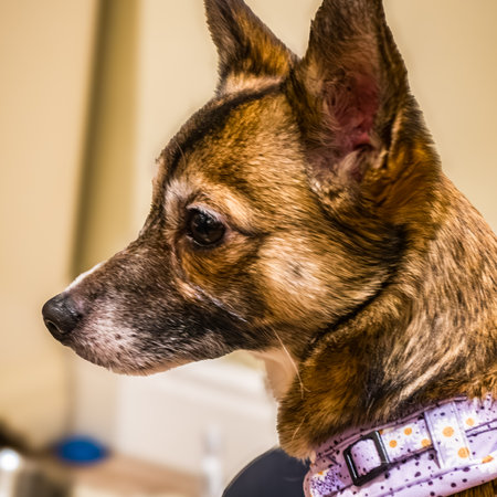 Chihuahua cross Jack Russell Head with blurred back ground