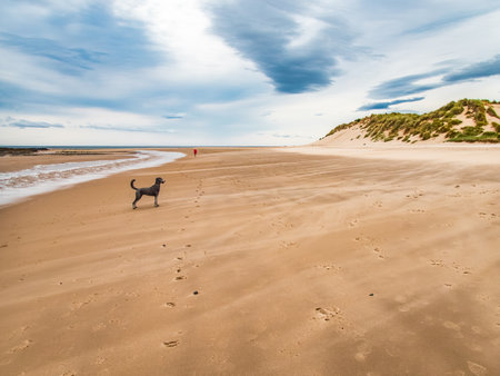 Dog and one person on beach, Northumberland Coastの写真素材