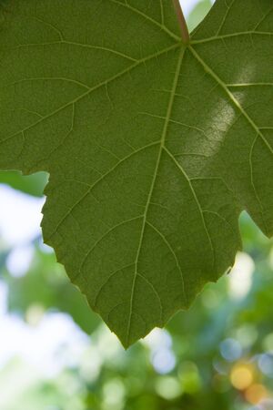 Close up portrait view of green grapes leaf with blurred background