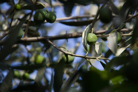 Close up focus view through blurred olive branches to one single olive and leaf.の写真素材