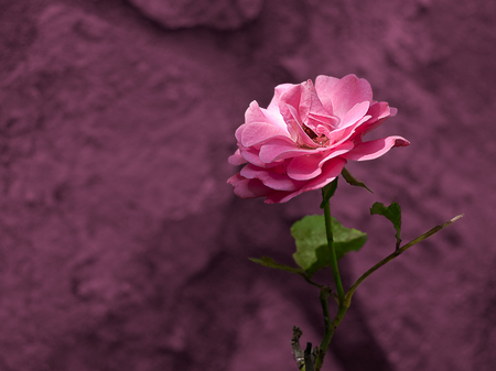 Beautiful pink rose in the garden on darkest blurred background.の写真素材