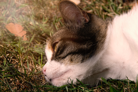 Close up view of a cat's head, having a feeling of melancholy. Photo taken in the garden during the summer day. Rijeka, Croatia.の写真素材