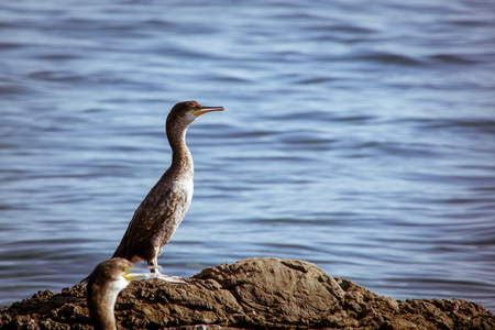 Close up side view of one gray grebe standing on the rock surrounded with a blue sea. Autumn in Opatija, Croatia, Europe.の写真素材