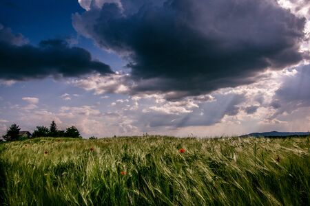 Landscape view of a green agriculture field with dark sky and shiny sun rays pasing thrue dark clouds.の写真素材