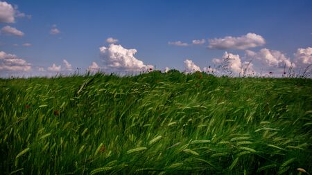 Landscape view of a green agriculture wheat field with blue sky and white clouds above. Wheat swaying in the wind.の写真素材