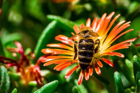 Back view of one bee on the red and yellow bloom. Macro.