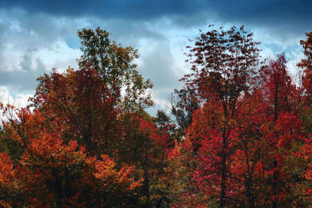Scenic shot of the woods with a stormy fall autumn sky
