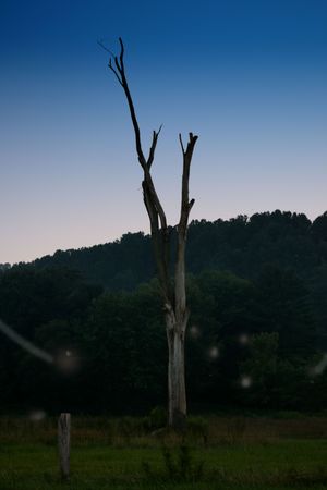 Manipulated Photo of a tree with False orbs would be great for the paranormal collection