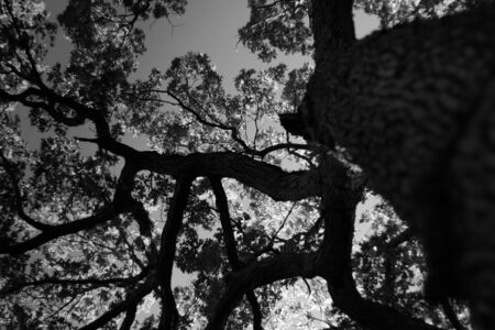 Black and white shot looking up a large treeの写真素材