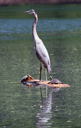  A blue Herring on lakeの写真素材