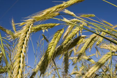 A wheat crop in a field on the Canadian Prairieの写真素材