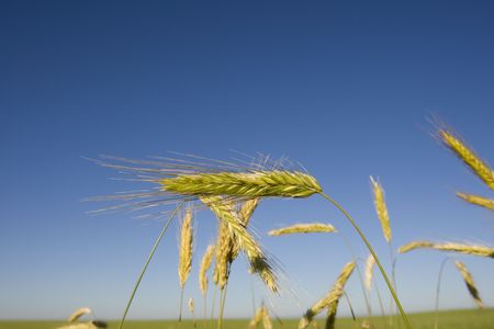 A wheat crop in a field on the Canadian Prairieの写真素材