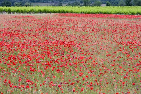 Poppies in a field in rural provence Franceの写真素材