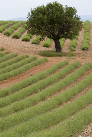 A lavender field near Manosque in Provence Franceの写真素材