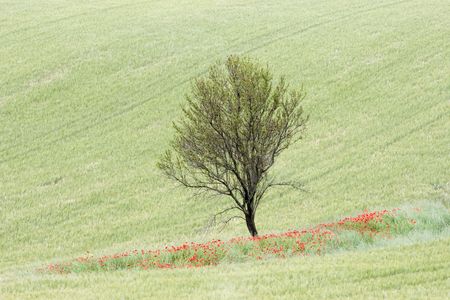 A c ountry scene in rural Provence Franceの写真素材