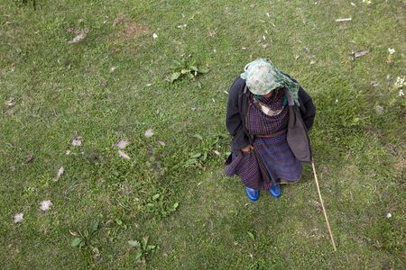 An elderly woman shepherding cows in Bhutanの写真素材