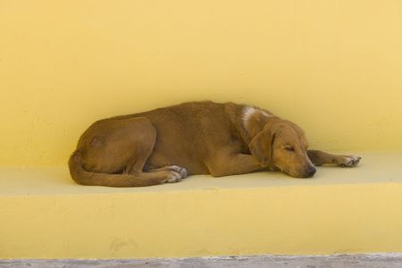 A dog sleeping on a yellow bench in Mexicoの写真素材