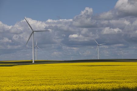Wind turbines in a canola fieldの写真素材