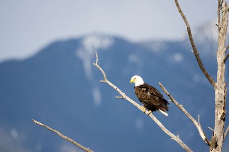A bald eagle sitting in a tree waitingの写真素材