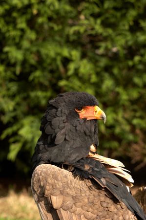 The Bateleur Eagle is one of the smaller species of eagle that live on the open plains of Africa. The name の写真素材