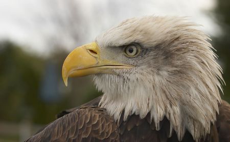 This beautiful Bald Eagle was captured at a Raptor centre in Hampshire, UK.