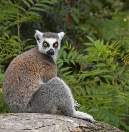 An endangered Ringed-tailed Lemur sitting on a felled tree in the forest.