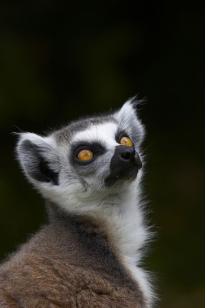 An endangered Ringed-tailed Lemur gaze's up to the canopy.