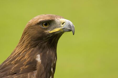 This superb Golden Eagle was captured in the UK.