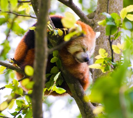 A Red Panda sleeping in a tree.の写真素材