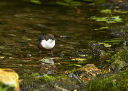 A Dipper wading in the River Lathkill in Derbyshire, England.の写真素材