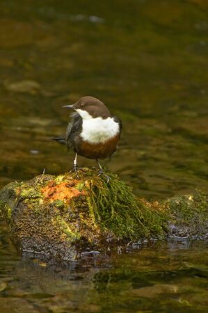 A Dipper standing on a moss covered stone in the River Lathkill Derbyshire, England.