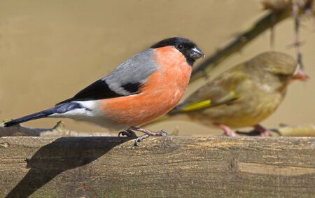 Bullfinches are in serious trouble in Britain, with the population down by 62 per cent in 35 years.の写真素材