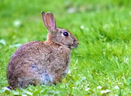 This image of a European Wild Rabbt was captured in the UK.の写真素材