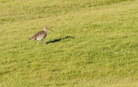 A Curlew feeding on grassland marsh in the south of the UK.の写真素材