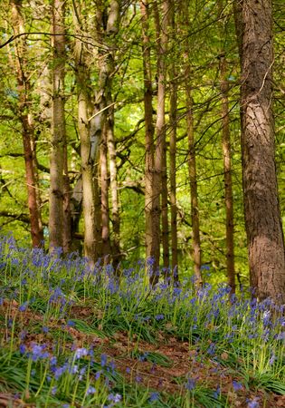 Beautiful Bluebells fill the English woods and forests in Spring.の写真素材