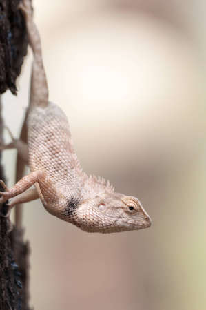 A local Thai chameleon hanging on a tree.