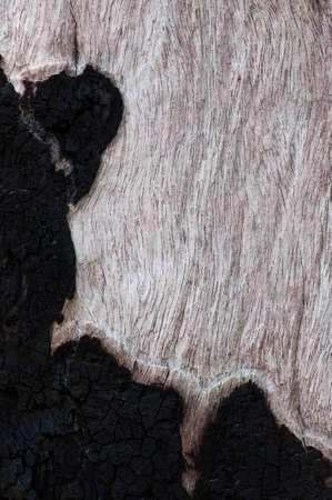 Patially burned of old barkless woodの写真素材
