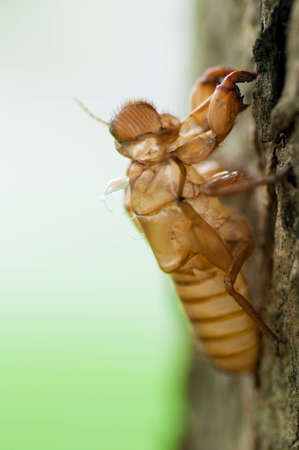 Cicada slough hanging on a treeの写真素材