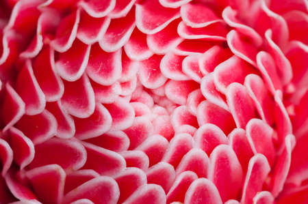 A flower with swirl type pink petalsの写真素材