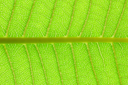 Veins network of a plumeria leaf