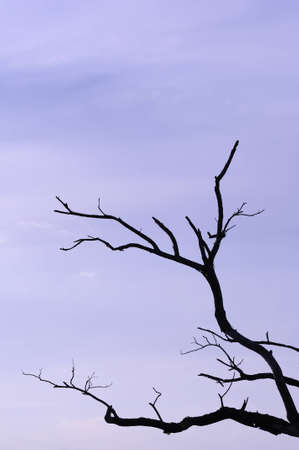 Died tree sticks in silhouette image