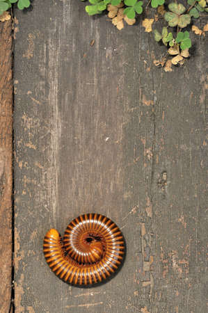 A rolled centipede on a wood slabの写真素材
