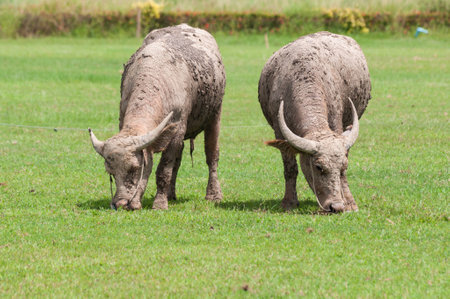 Two buffaloes are eatingの写真素材