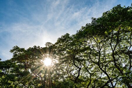 Beautiful shiny sun ray through the cloudy blue sky  rain tree branches and leaves