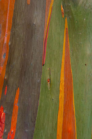 Beauty of colorful outer surface of rainbow eucalyptus treeの写真素材