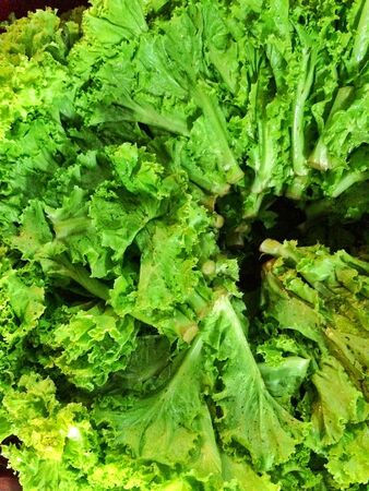 Lettuce, green leaf, leaf vegetableの素材