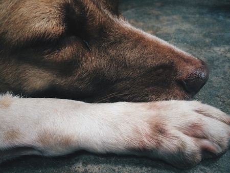 Sleep dog